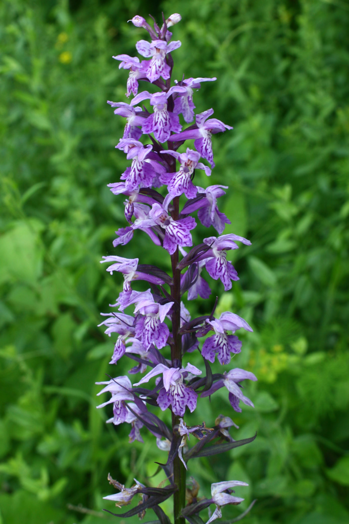 Altra orchidea... Dactylorhiza fuchsii